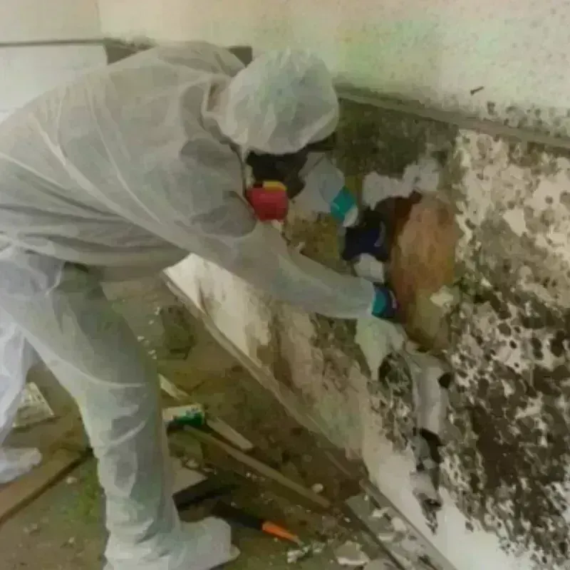 Mold Remediation and Removal in Humboldt, KS